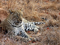 Safari dans le Kruger